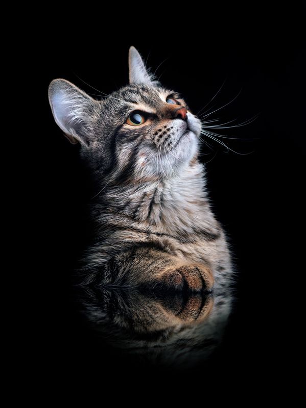 cat portrait Котенок Кузя фото превью