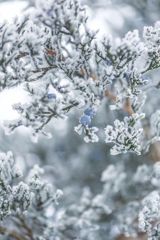 ✿⊱╮ фото превью