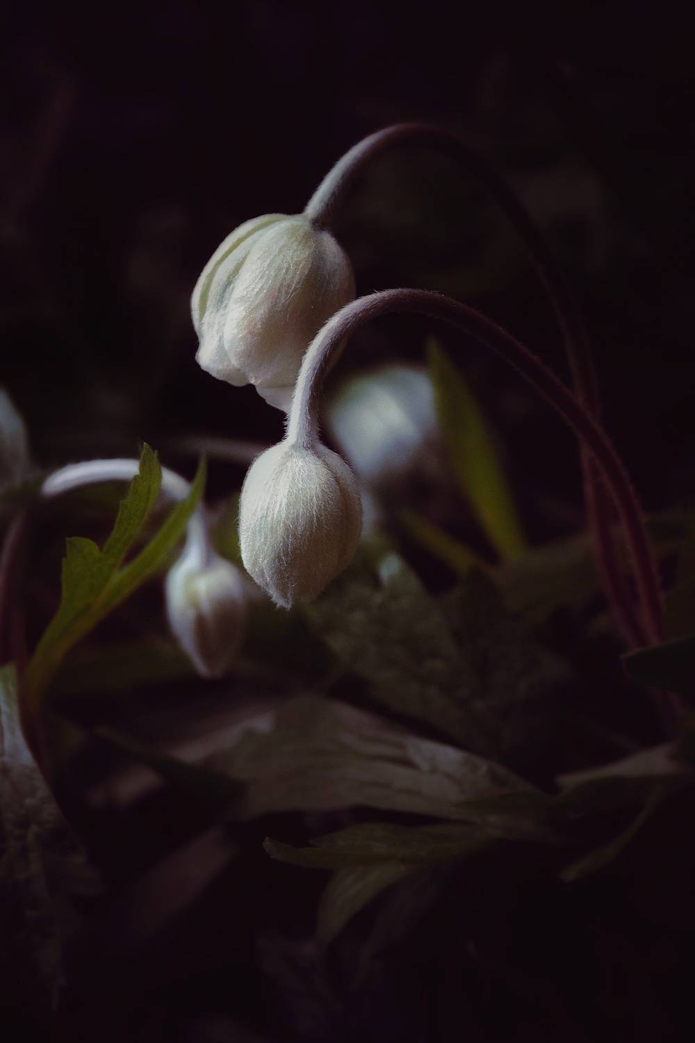 , Юлияна Стоянова