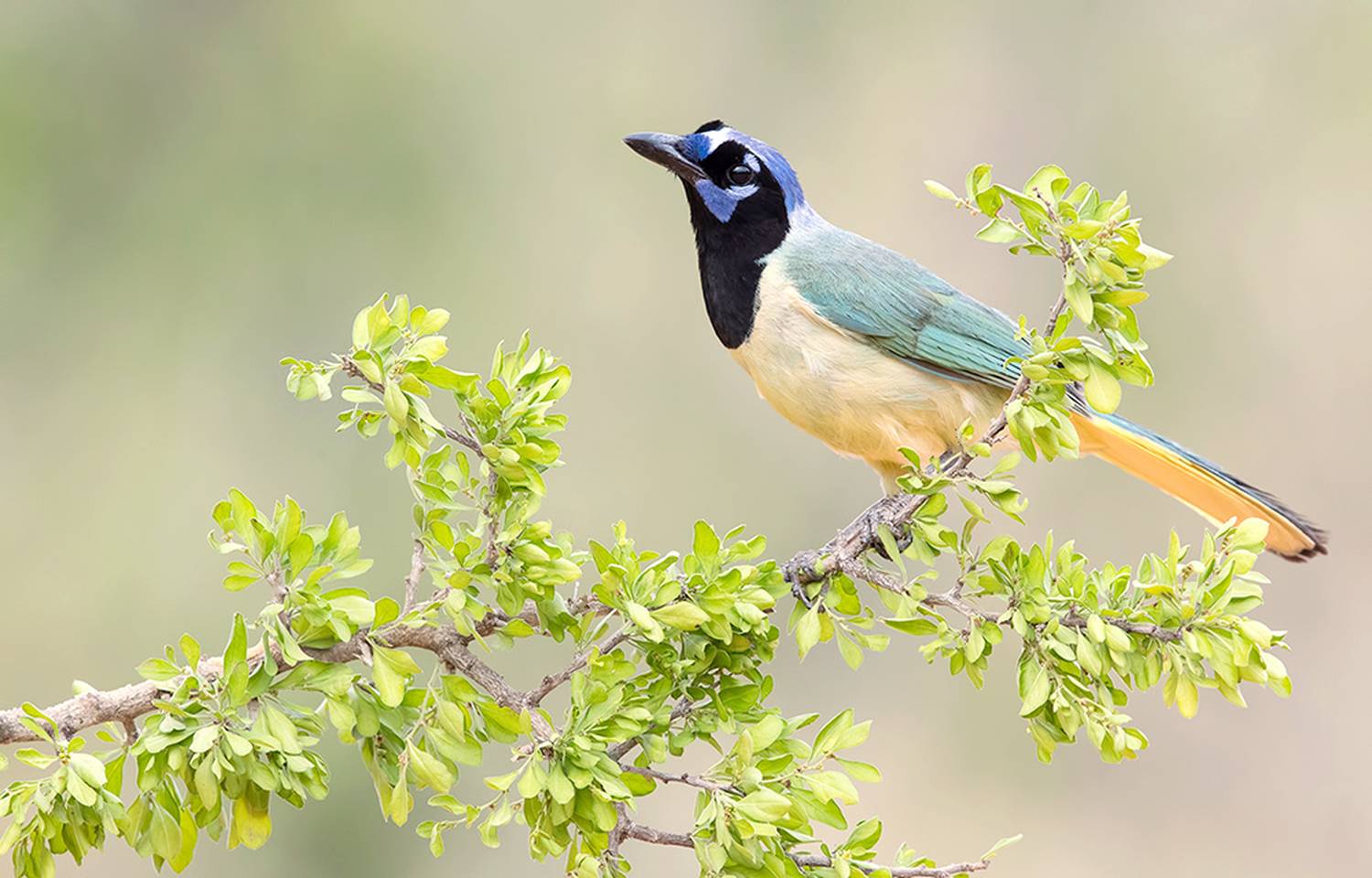перуанская разноцветная сойка, green jay, сойка, jay, texas, Etkind Elizabeth