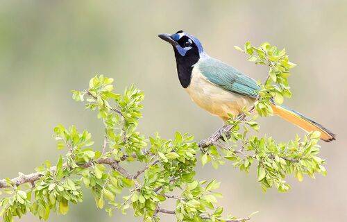 Green Jay - Зелёная Перуанская разноцветная сойка