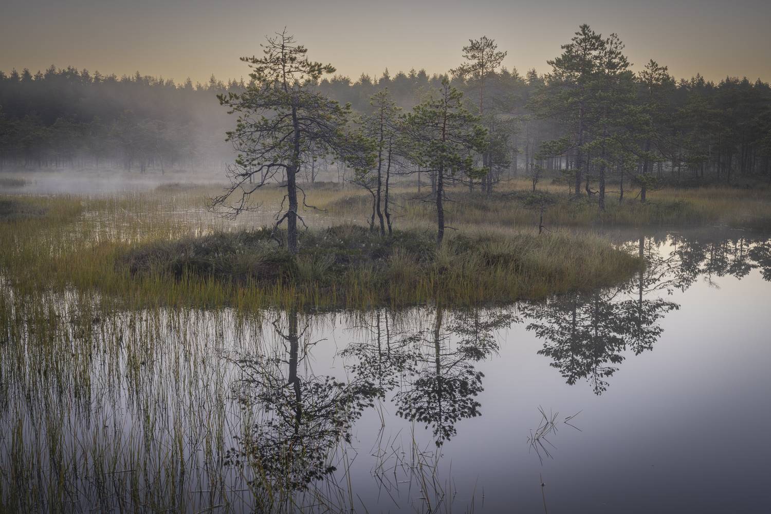 болота ленинградской области, рассвет, пейзаж, Mikhail Ioannisian