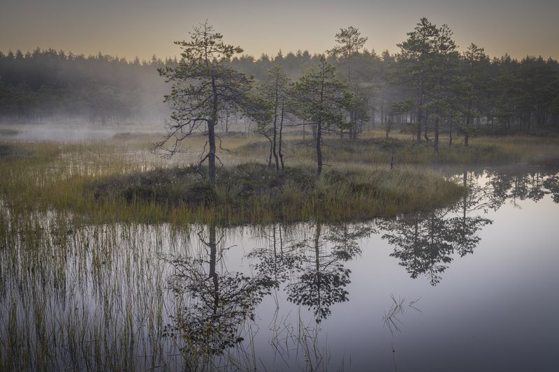 болота ленинградской области, рассвет, пейзаж Утро на болоте фото превью