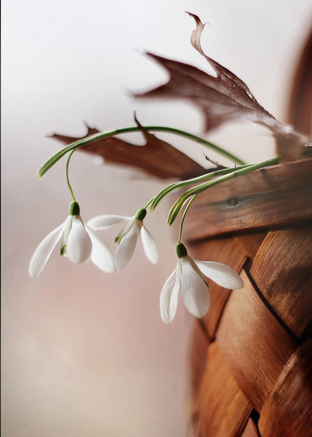 подснежник садовый,корзинка,весна,ирина горюкина, беларусь,объектив гелиос 44-3, ИРИНА ГОРЮКИНА