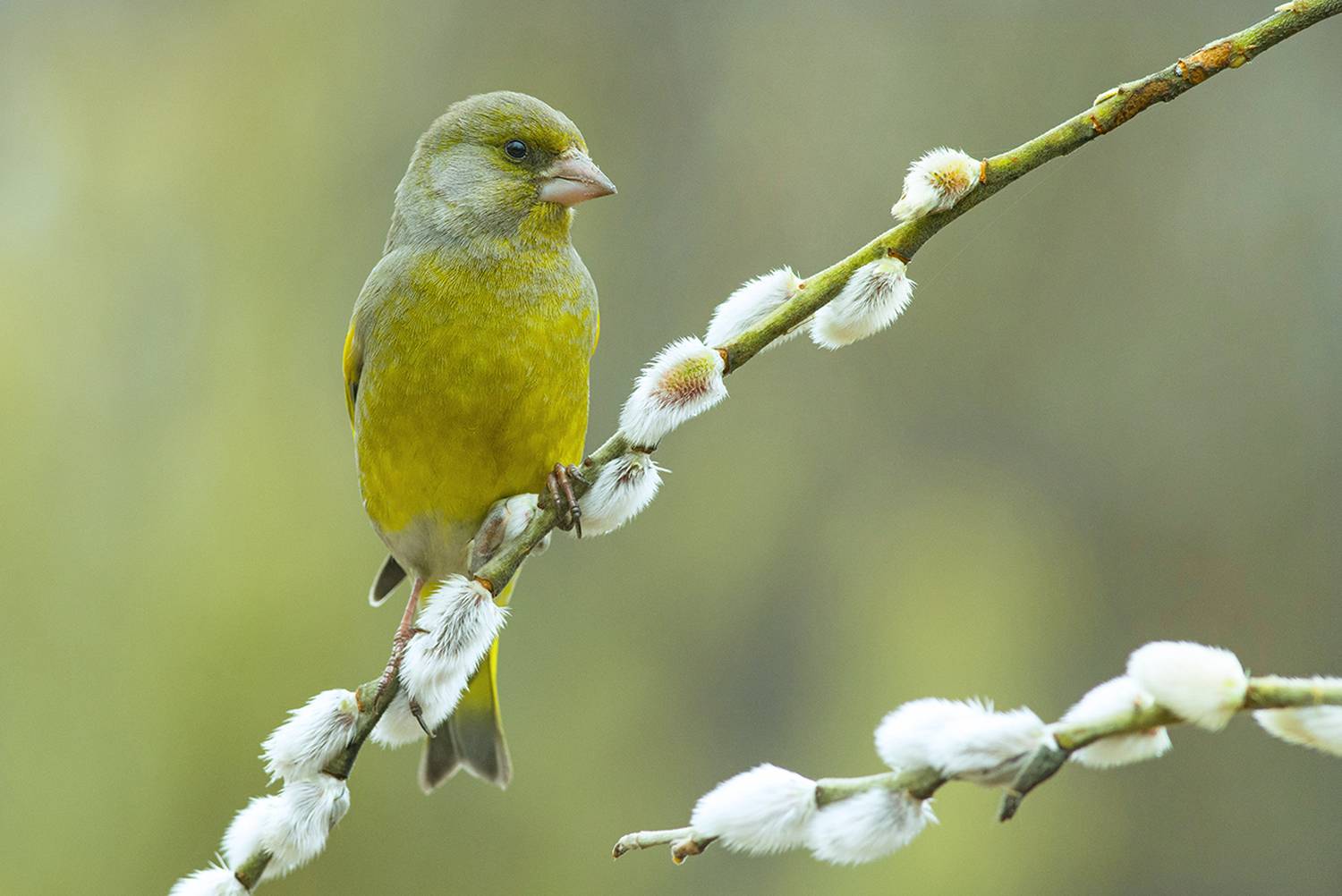 зеленушка,самец,верба,март, Иван