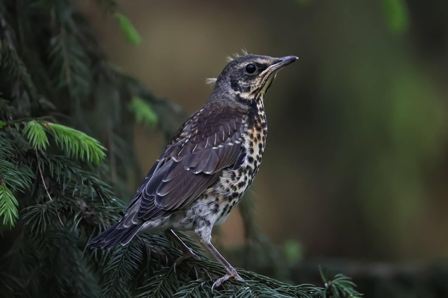 дрозд, рябинник, птицы, слеток, Руслан Pl