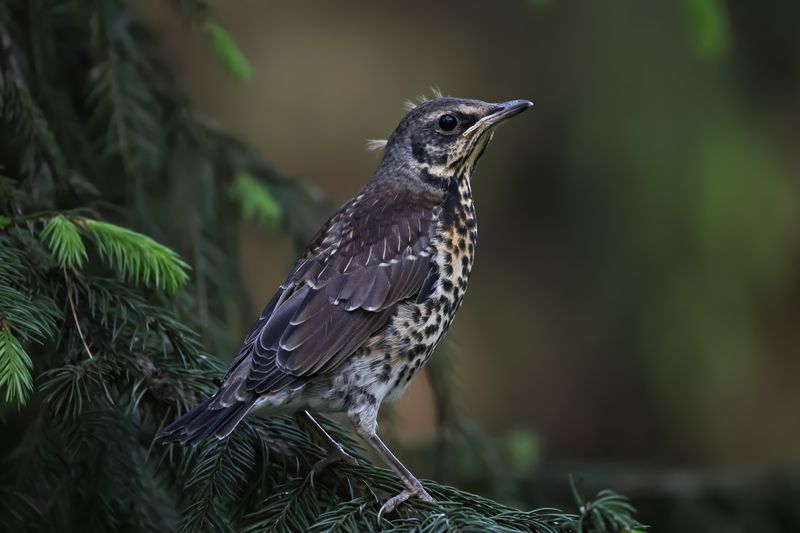 дрозд, рябинник, птицы, слеток Слеток рябинника фото превью