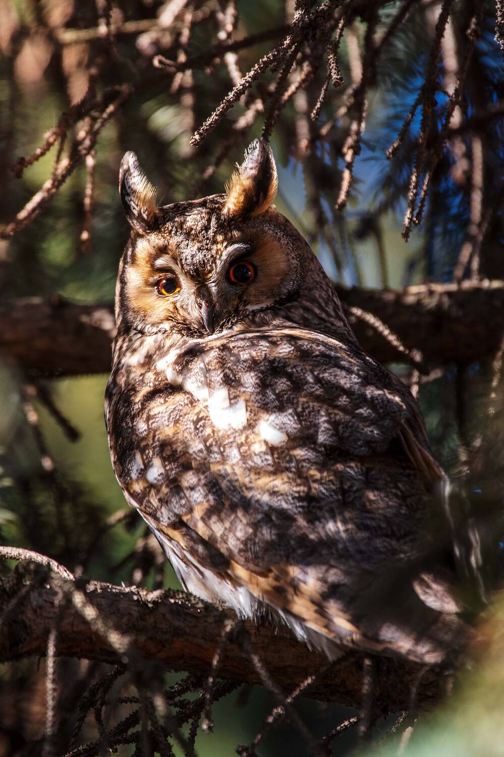 , Павел Ныриков