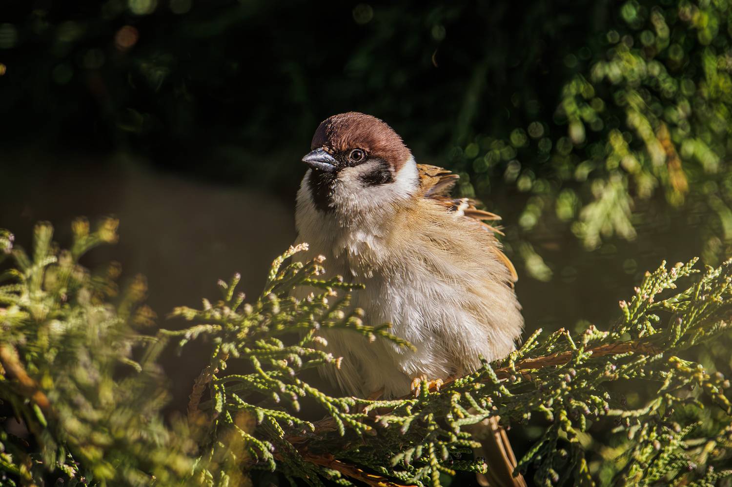 , Морозов Сергей