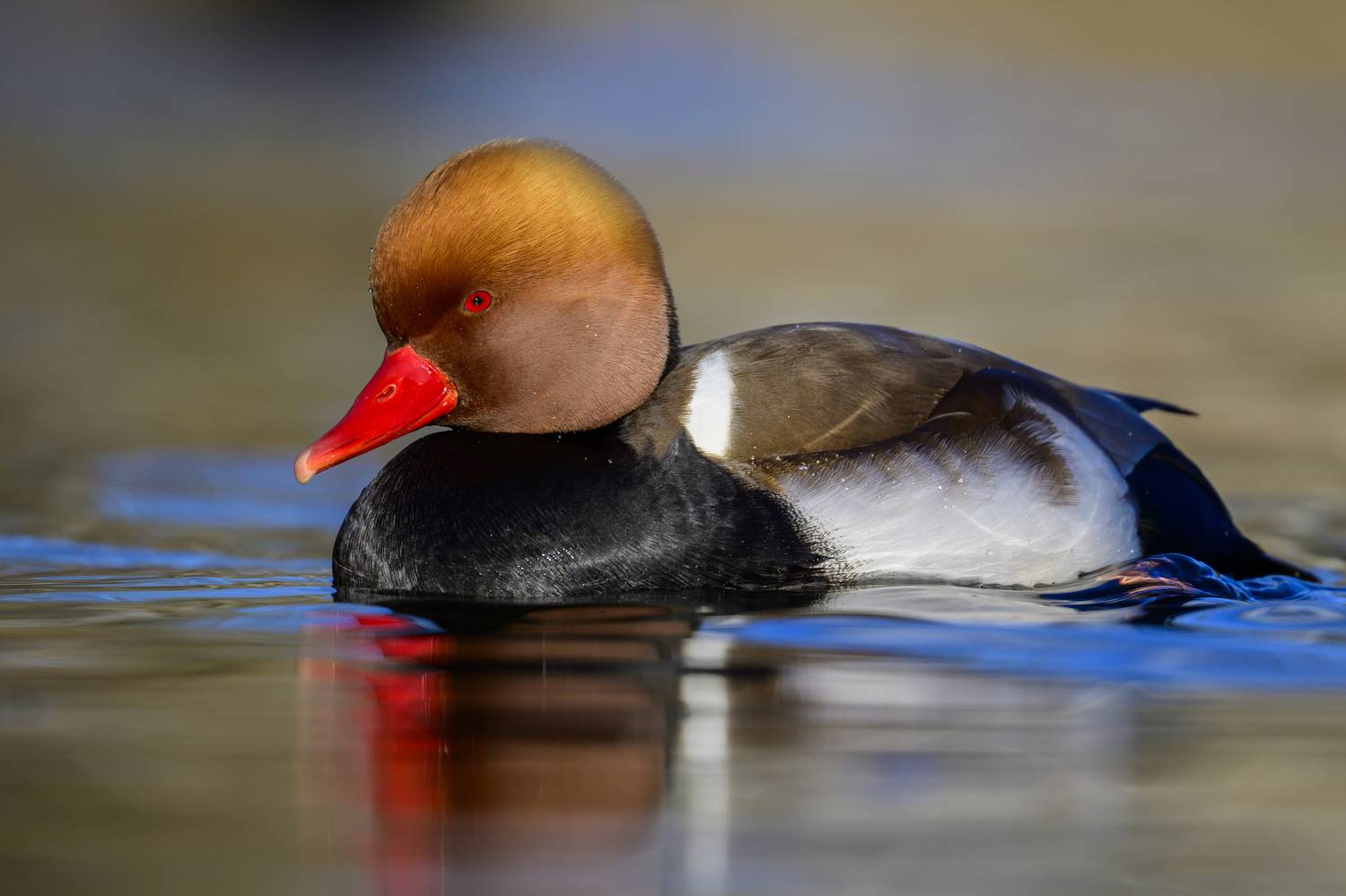 , Пупонин Сергей