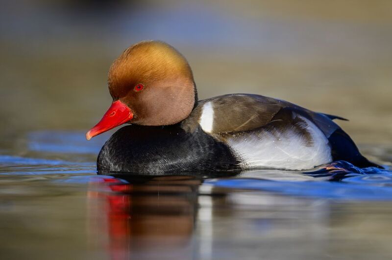 Нырок фото превью