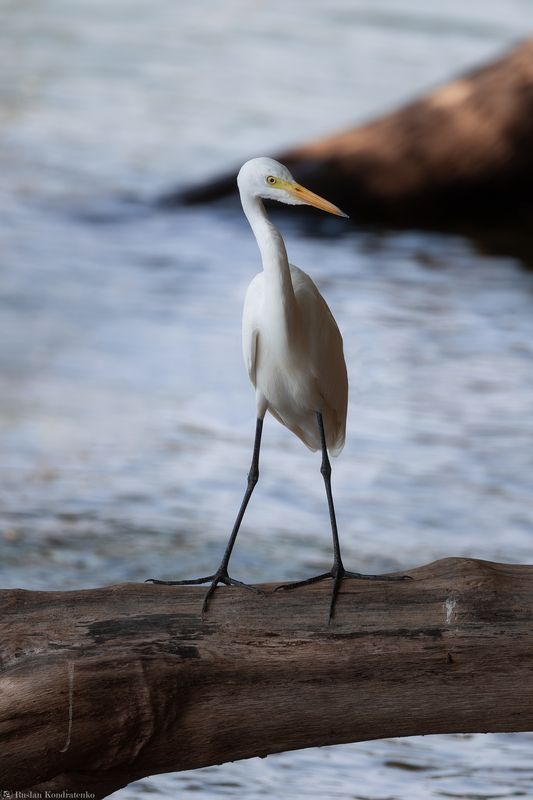 Большая белая цапля Большая белая цапля фото превью