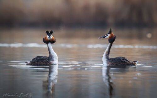 Когда чомги танцуют