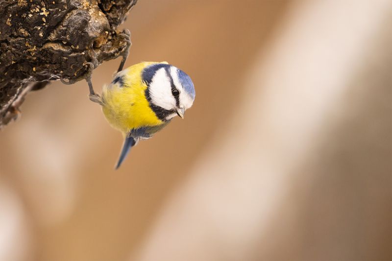 Titmouse фото превью