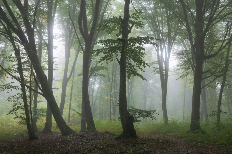 туман, нальчик, кизиловка, лес В тишине фото превью