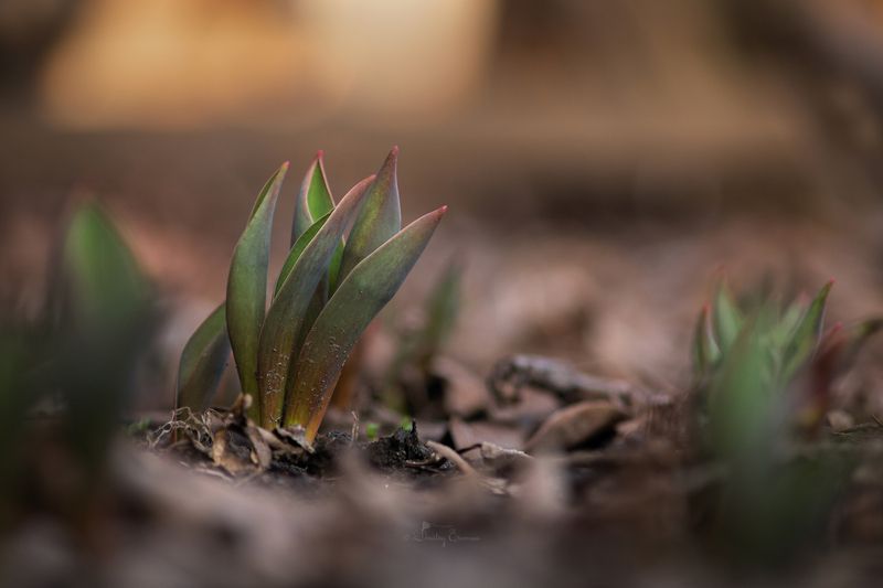 весна март природа свет Пробуждение... фото превью