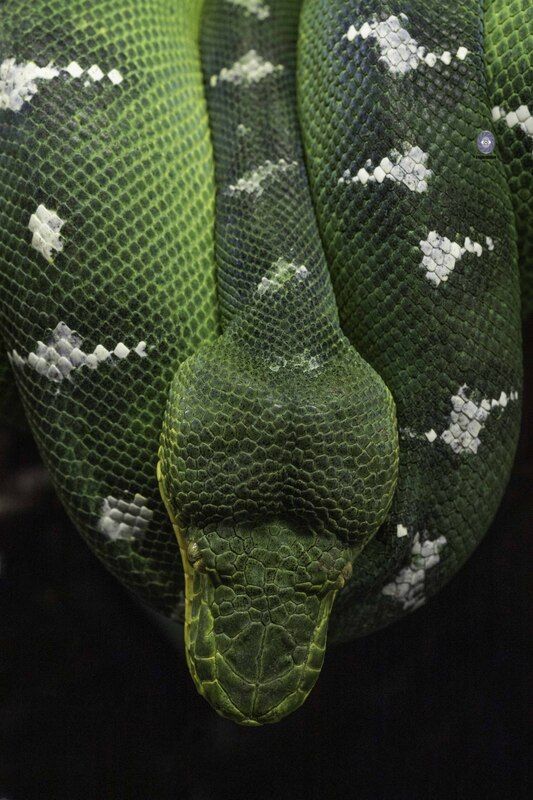 Emerald tree boa фото превью