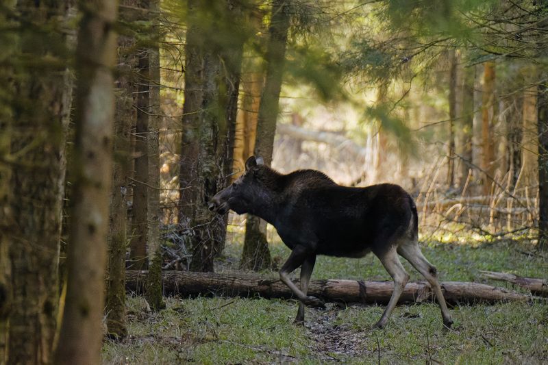 лось, животные, фотоохота, лес, подмосковье, elk, animals, wildlife, forest Лосиха фото превью