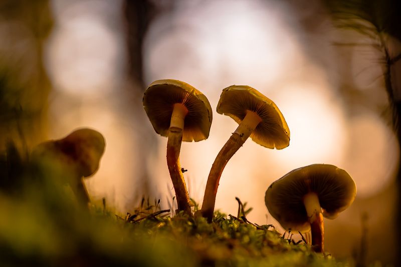 .... фото превью