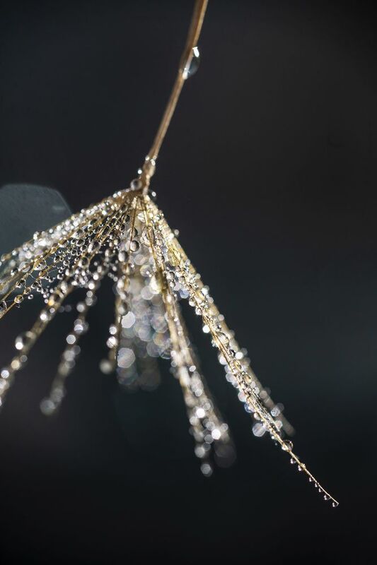 макро козлобородник капли Про капли фото превью