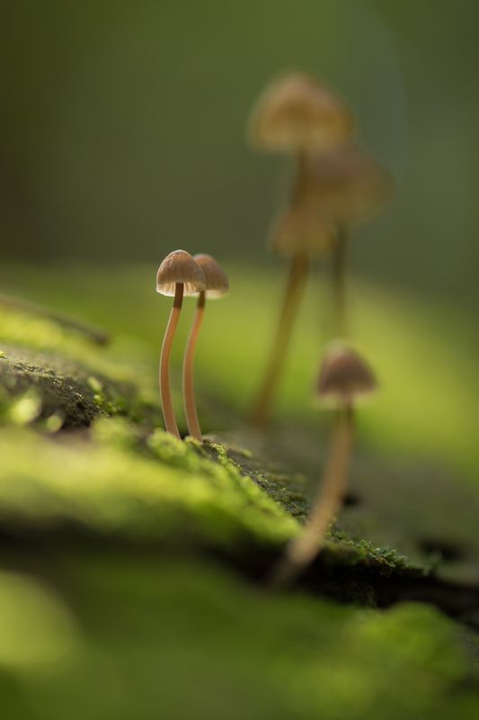 грибы Поколения фото превью