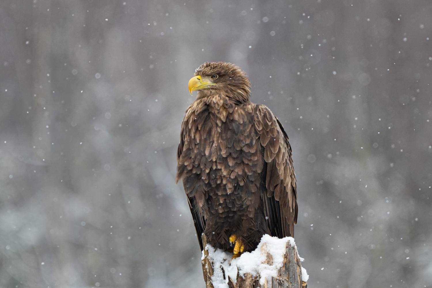 орлан, хищник, птицы, дикие, природа, зима, Беларусь, Степанова Татьяна