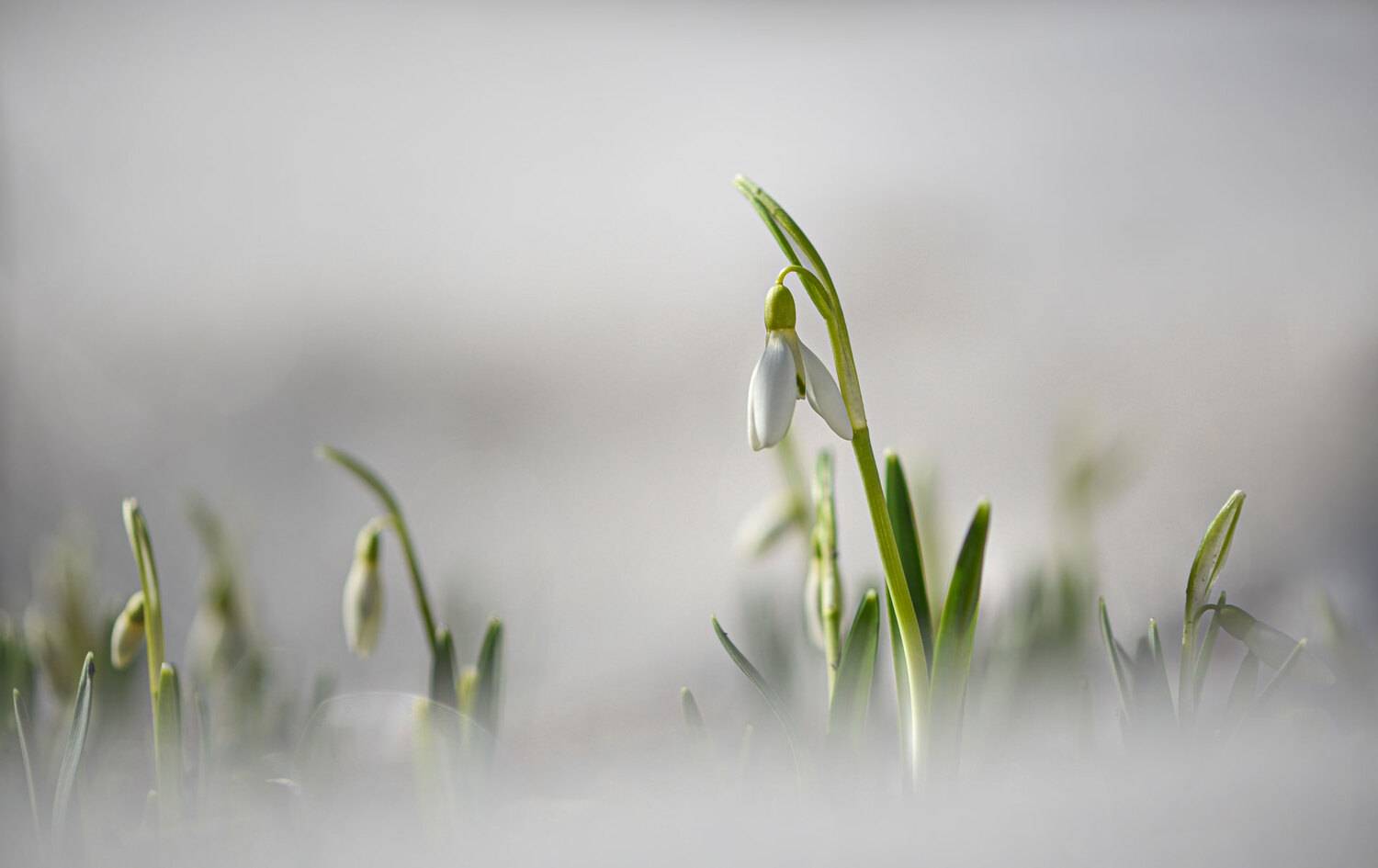весна, галантус, подснежник, Неля Рачкова