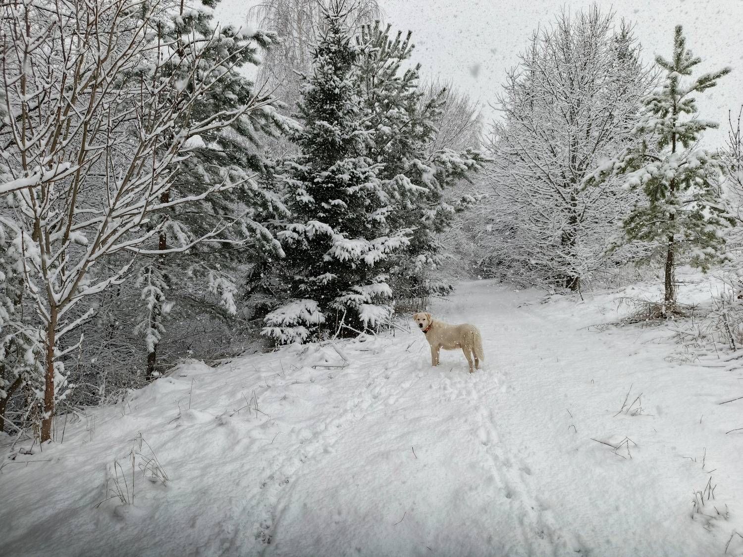 , Светлана Кондрашова