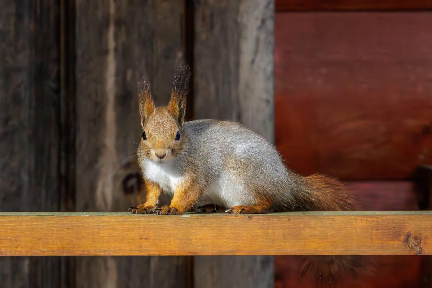 , Морозов Сергей