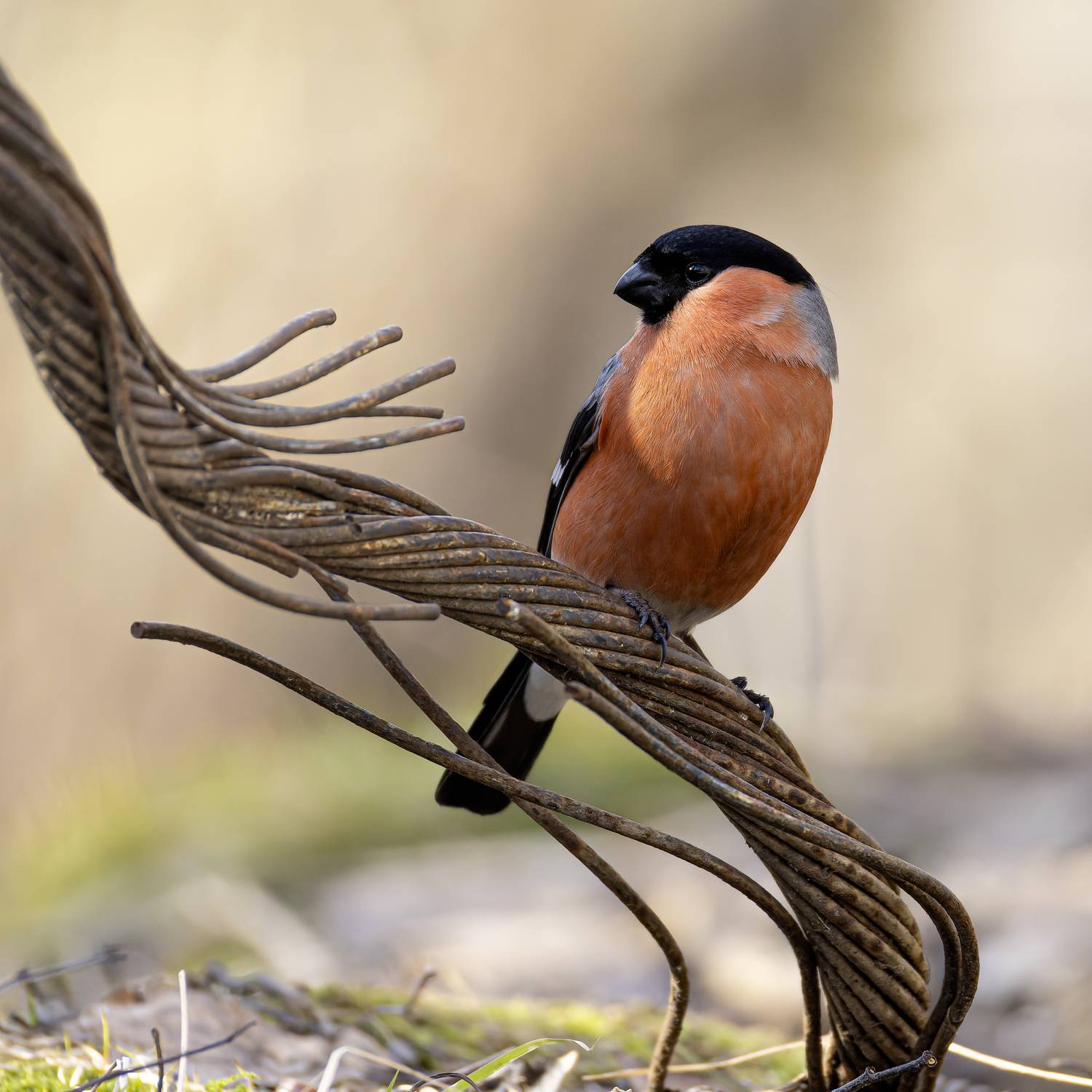 снегирь, Руслан Pl