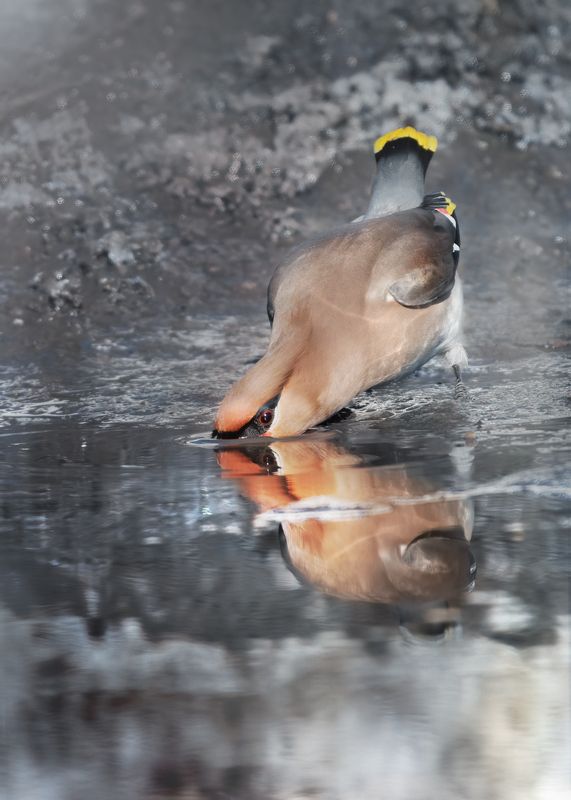 Свиристель Bombycilla garrulus фото превью