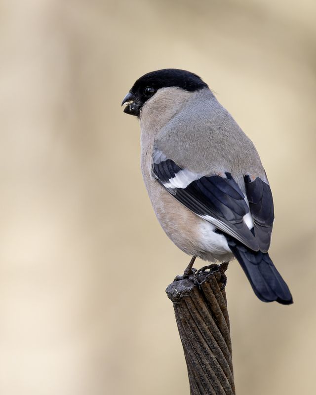 снегирь Снегирь фото превью