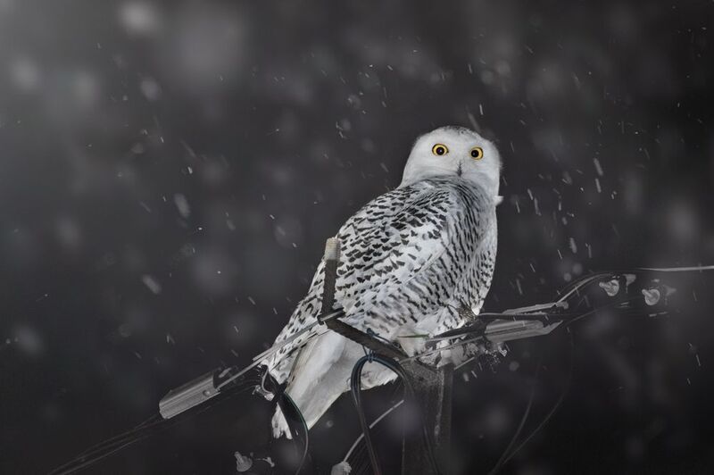 Полярная Сова Bubo scandiacus фото превью