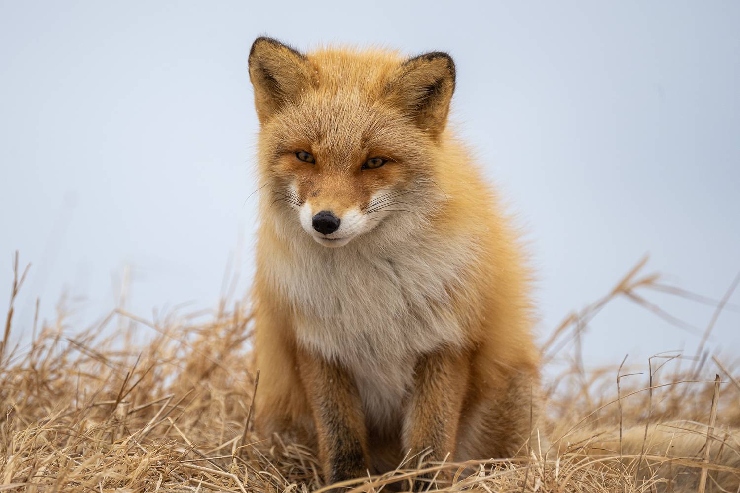 , Vladimir Vorobeychik