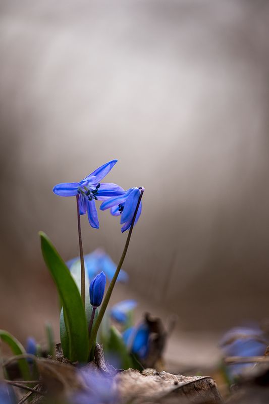 Пролесковая семья фото превью
