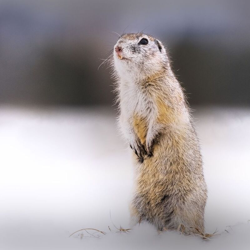 Суслики проснулись фото превью