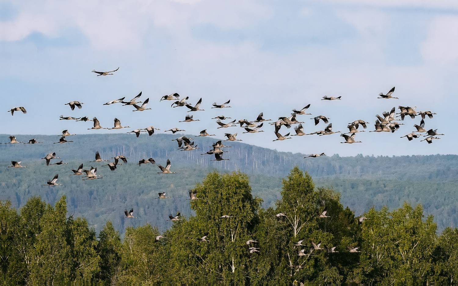 серый журавль, журавли, птицы, бердвочинг, Дубровская Катерина