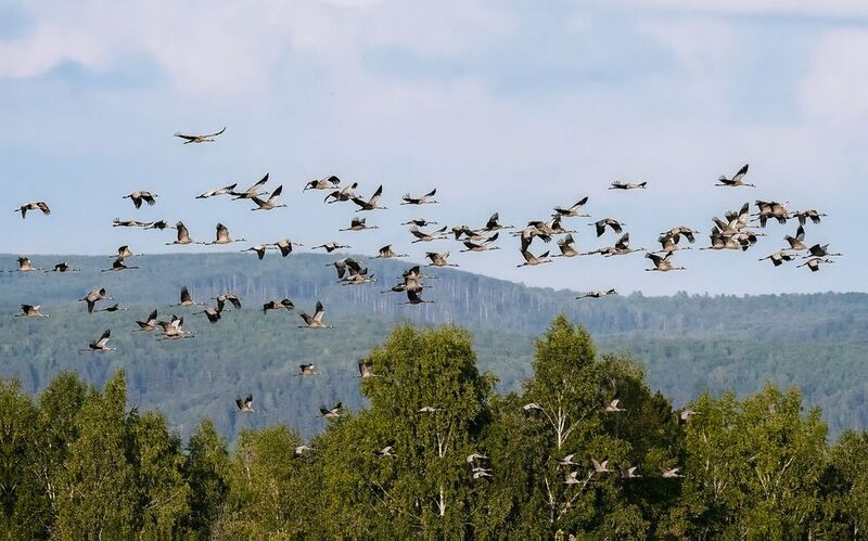 серый журавль, журавли, птицы, бердвочинг Слышу крик журавлей, улетающих в даль.. фото превью