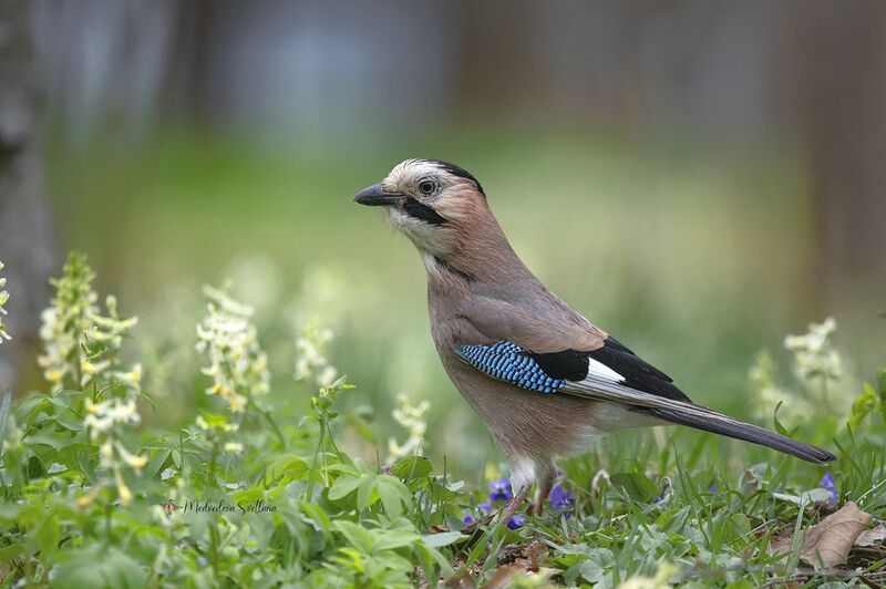 Весна. фото превью