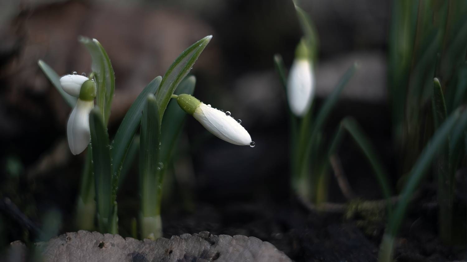 , Людмила Железнова