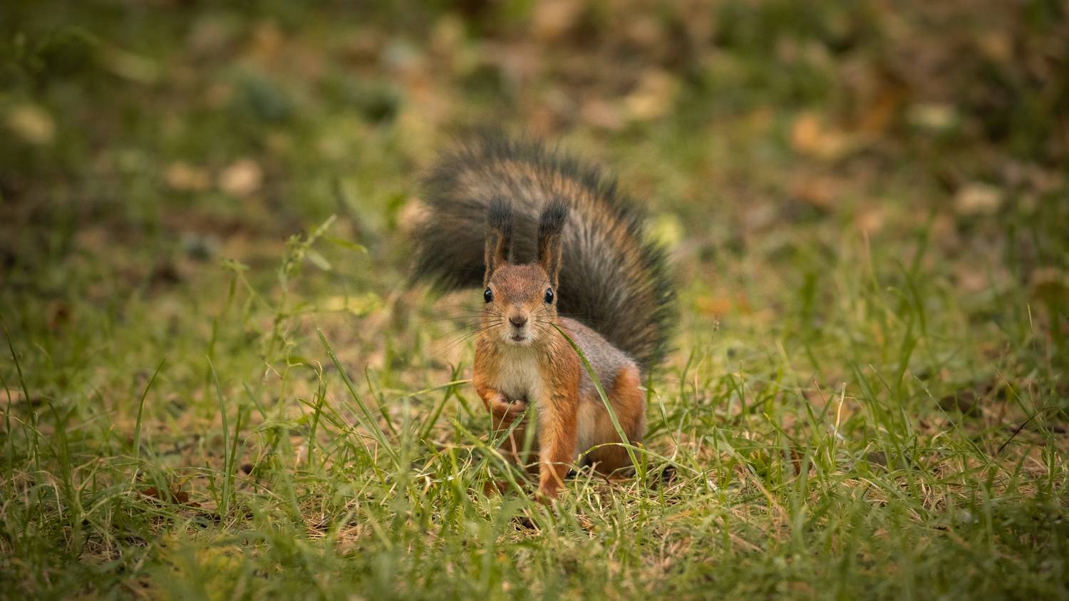 , Бравичева Анастасия