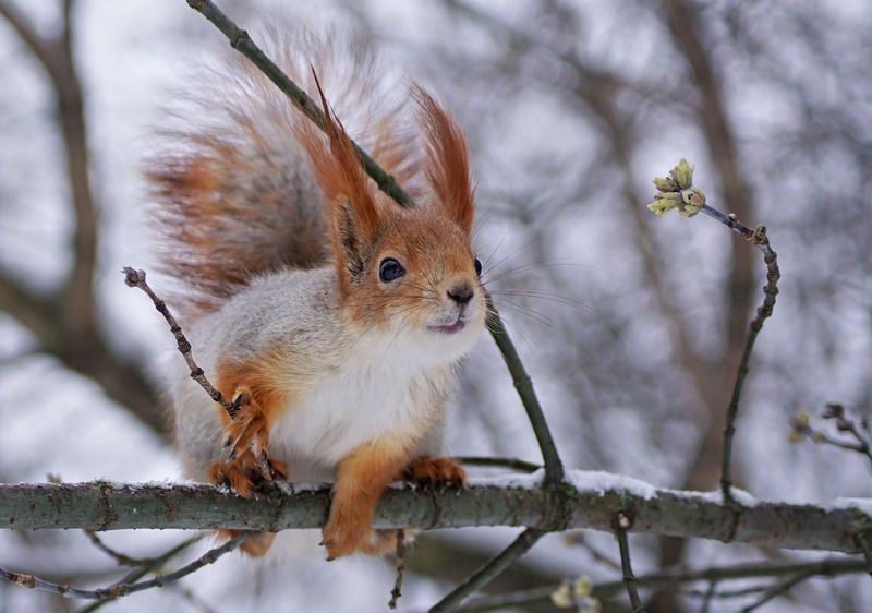 В ожидании весны фото превью