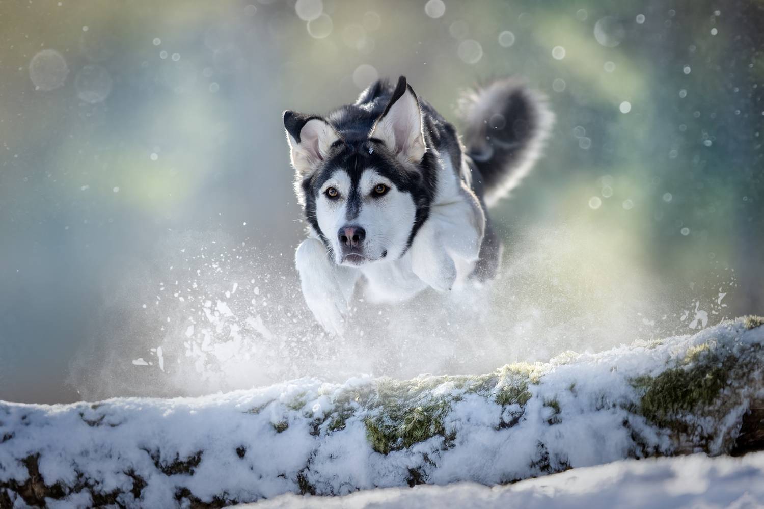 , Светлана Писарева