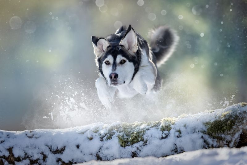 Зимний полет фото превью