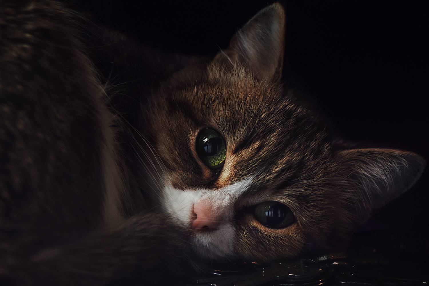 , Алёна Сурнина