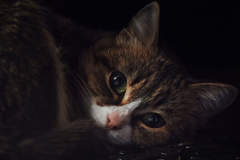 *** фото превью