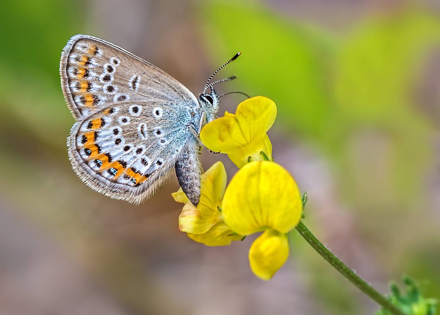 насекомые, бабочка, голубянка, аргус, лето, Борис Новиков