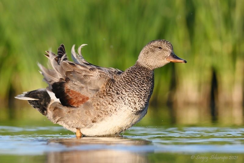 Серая утка фото превью