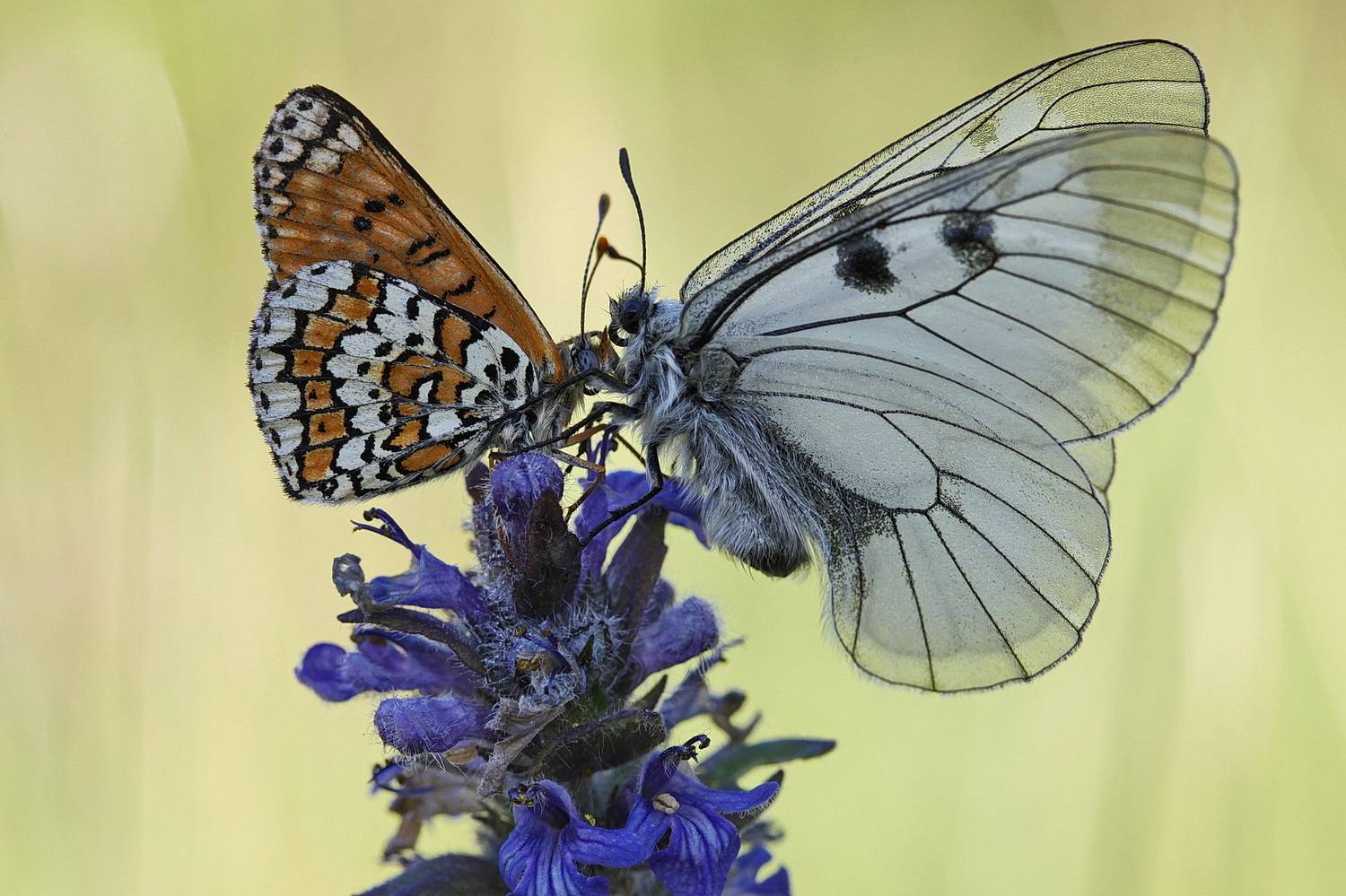 шашечница, шашечница цинксия, melitaea, мнемозина, parnassius mnemosyne, Леонид