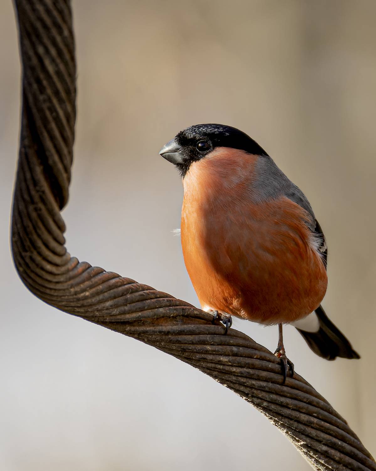 снегирь, Руслан Pl
